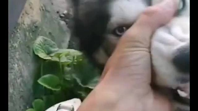 嘴里有辆摩托车