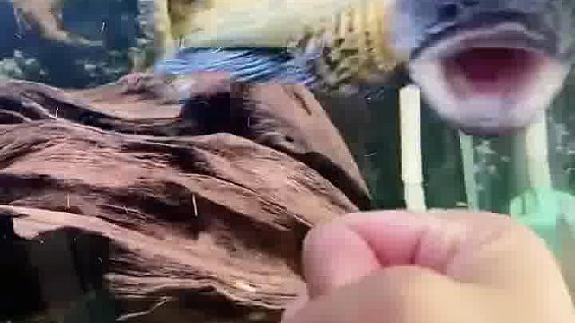 不是我吹，我都不敢惹这鱼，太凶了