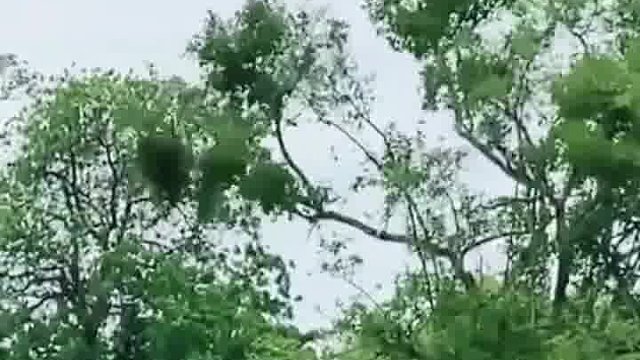 豹子：小样，你跑到天上我照样抓到你