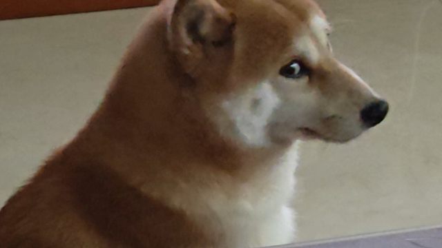 打瞌睡的柴犬被强行开机 #柴犬