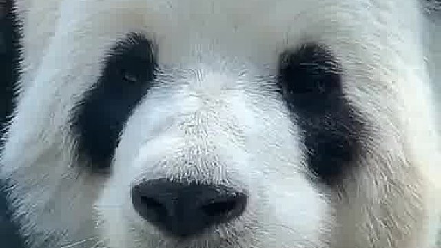 淡定一点，你可是国宝啊……