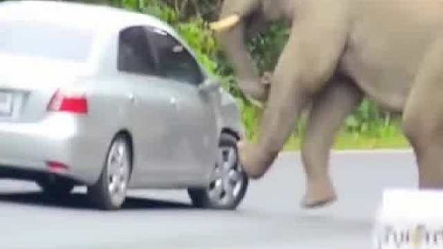 大象的智商挺高的呀，这绝对是故意的