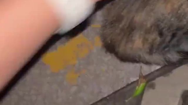 猫：出来遛个弯，蛋没了