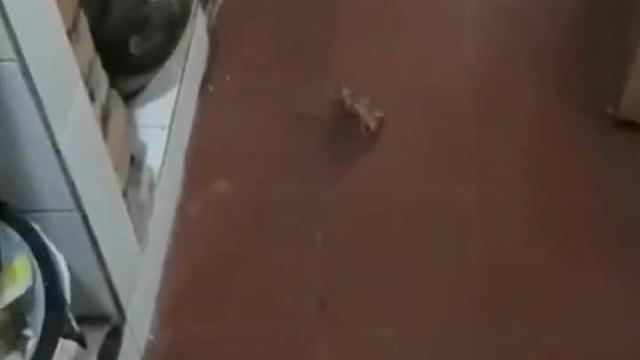 猫哥，我给您表演个节目呗。