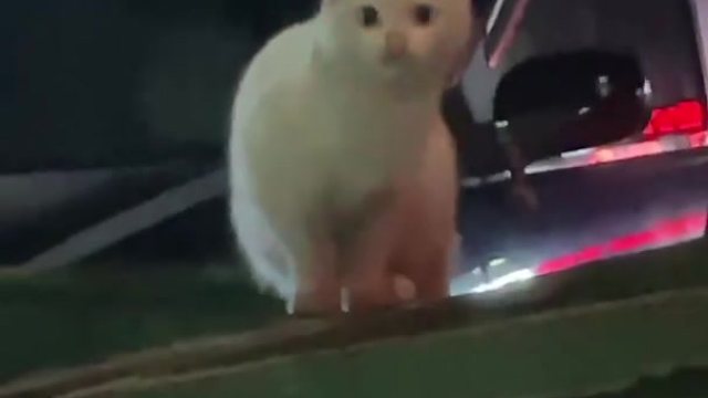 神仙颜值的小猫咪