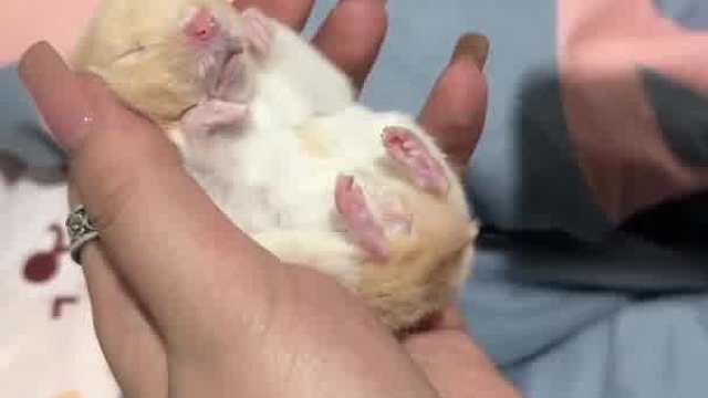 鼠鼠我呀又活了泥