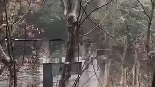 凭自己本事濒危