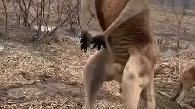 袋鼠真的好壮呀，浑身都是肌肉