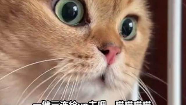 三国杀官阶第一名夏婉姐姐翻翻乐换玉玺啦