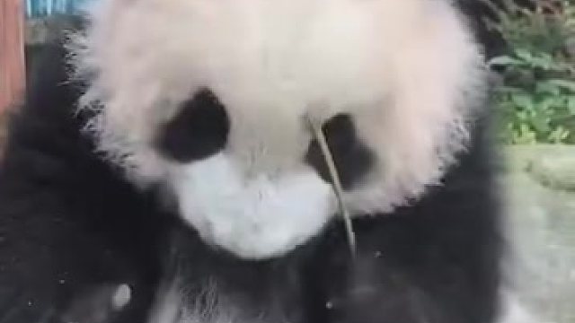 神仙颜值的滚滚