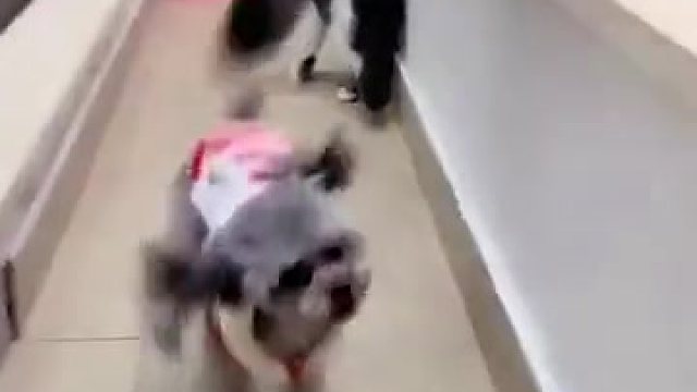 泰迪在家里胡作非为，猫咪实在看不下去了，上去就是一顿教训宠物