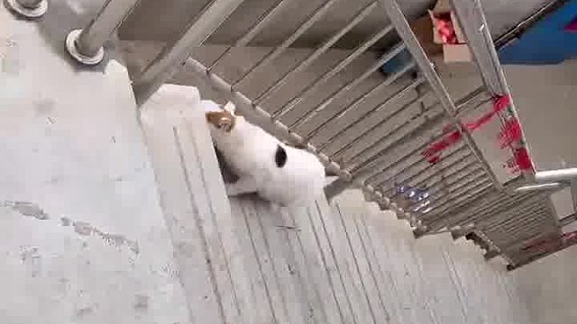 这猫会武功