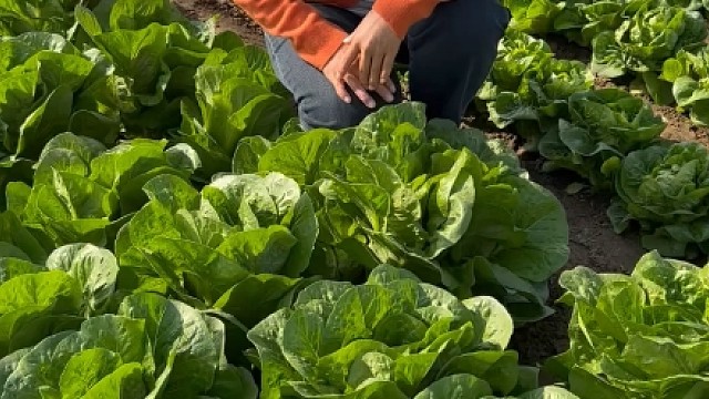 罗马生菜比大白菜个头还大，你也种吧！