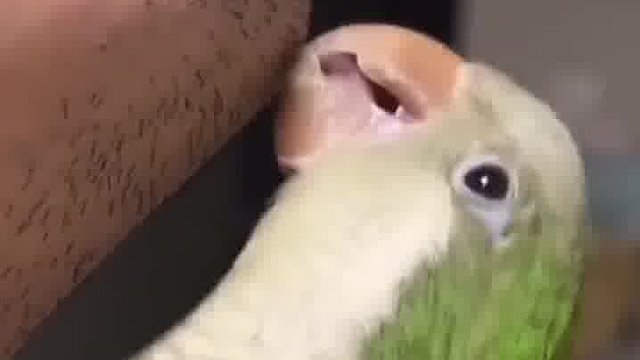 非常实用的鹦鹉