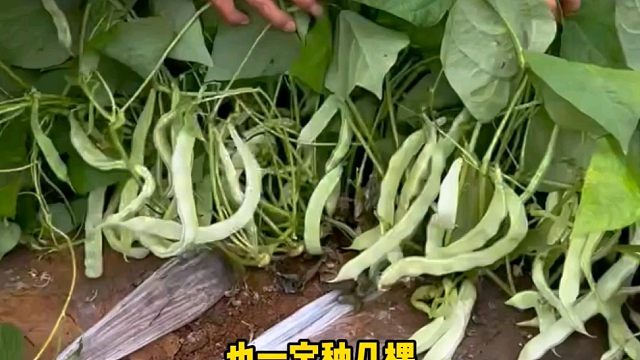 开春一定要种点这个懒人爬地豆角！