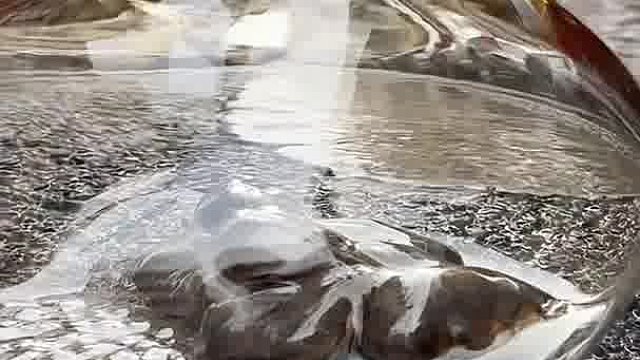 所以猫爪杯是不是每个杯子都要消耗一只猫爪？