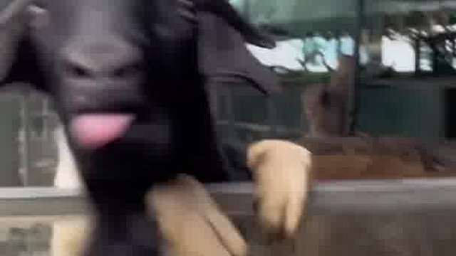 它是喜欢我还是讨厌我！