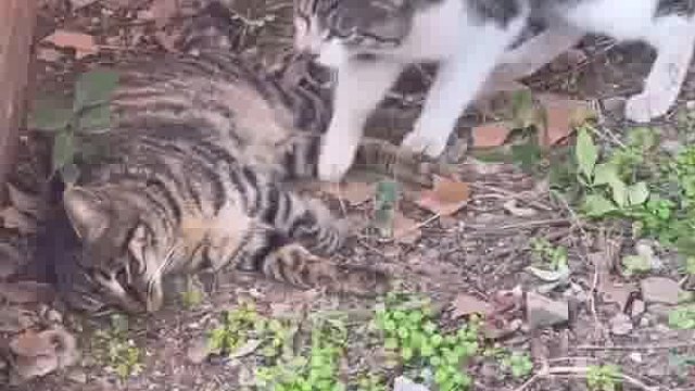 它再也醒不过来了`