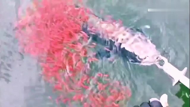 太感人了，必须放生了。