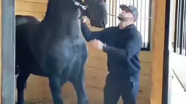 外国小哥收养了一匹小马长大后实现了自己黑马骑士的愿望