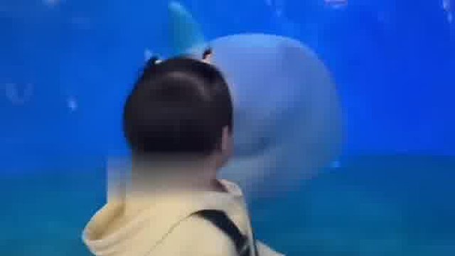 白鲸突然张大嘴巴吓唬萌娃