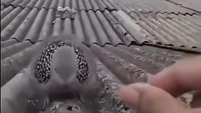 斑鸠：我拜你，我拜你。