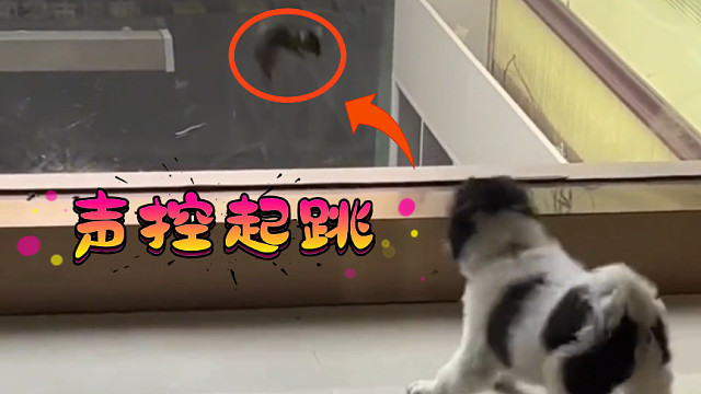 鼠鼠：吓我一跳…两跳…三跳…四跳…