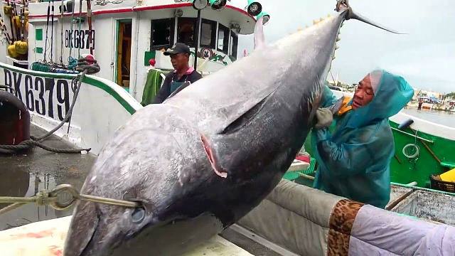 【切鱼】巨大蓝鳍金枪鱼切割制作豪华生鱼片 | 作者：iTravel