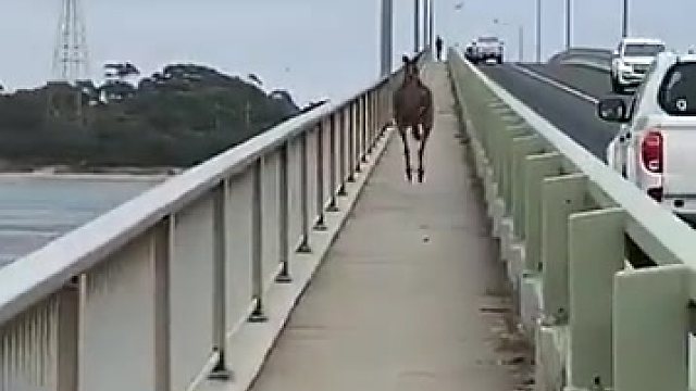 只会发生在澳大利亚街头的景象…………隔着屏幕都莫名有些紧张