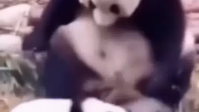 终于知道为啥叫熊孩子了！