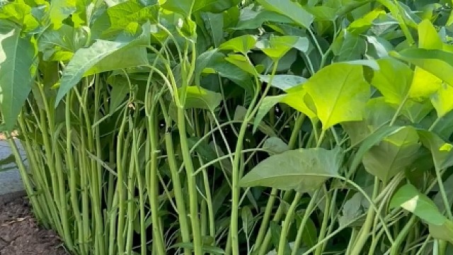 这个空心菜种一次就摘一年，推荐大家种植！