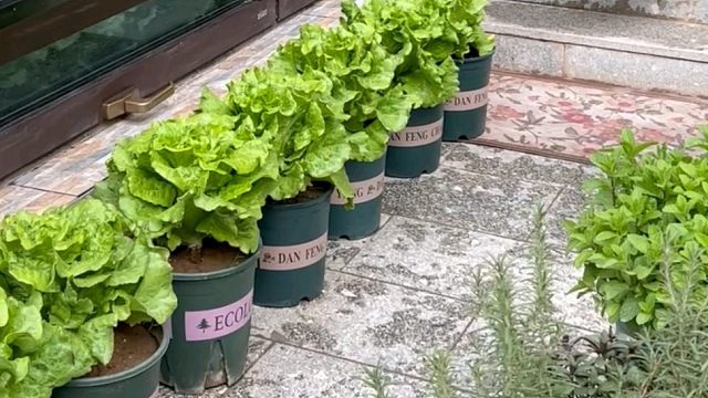 谁说花盆种菜是闹着玩？那你一定试试这个意大利生菜！