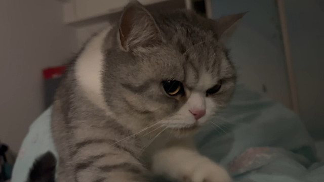 猫猫踩奶予你更好的观影体验 除了压在胸口有点呼吸不畅