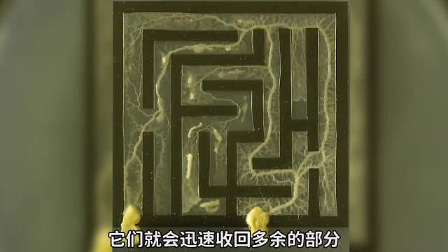 没有大脑却拥有惊人的智力，还能在没有引导的情况下走迷宫