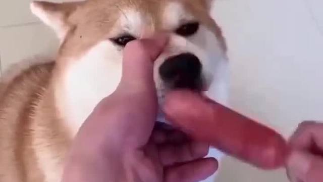 主人是真狗啊？