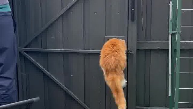 主人为了防止猫咪逃跑，辛辛苦苦装了半天防护网，没想到猫