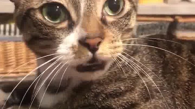 主人问一句，猫就回应一句，问到最后猫都烦了....