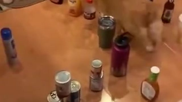 主人用各种瓶子建了个“迷宫”，让小柯基来挑战。。这是欺负它短腿么？