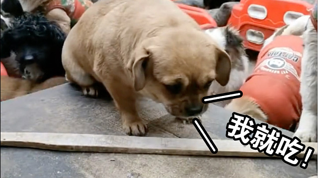 哈哈，不愧狗王，真狗啊！