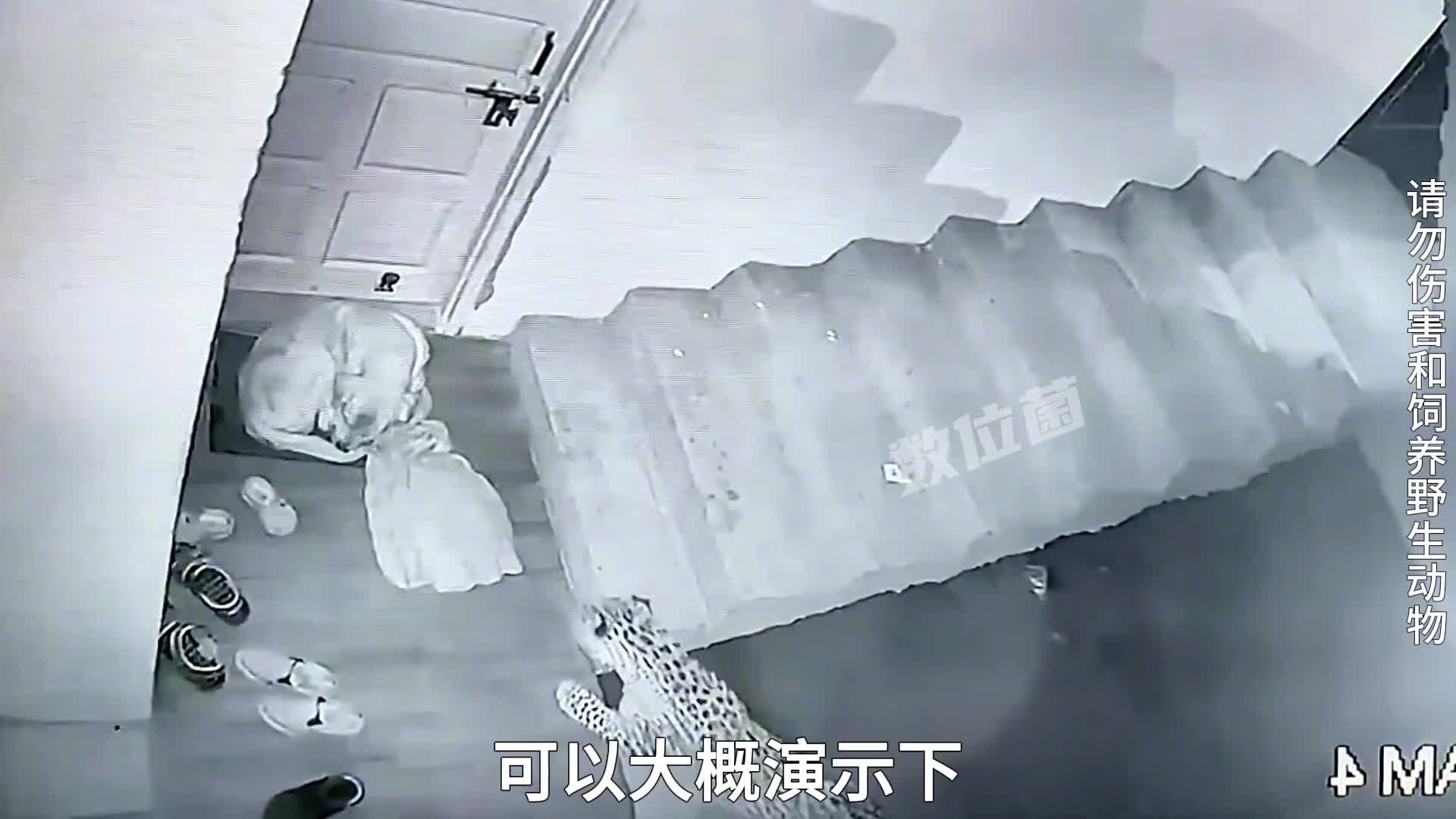 血脉压制！ 狗子正在睡觉，几秒钟就被豹子撕咬，接着叼走了！