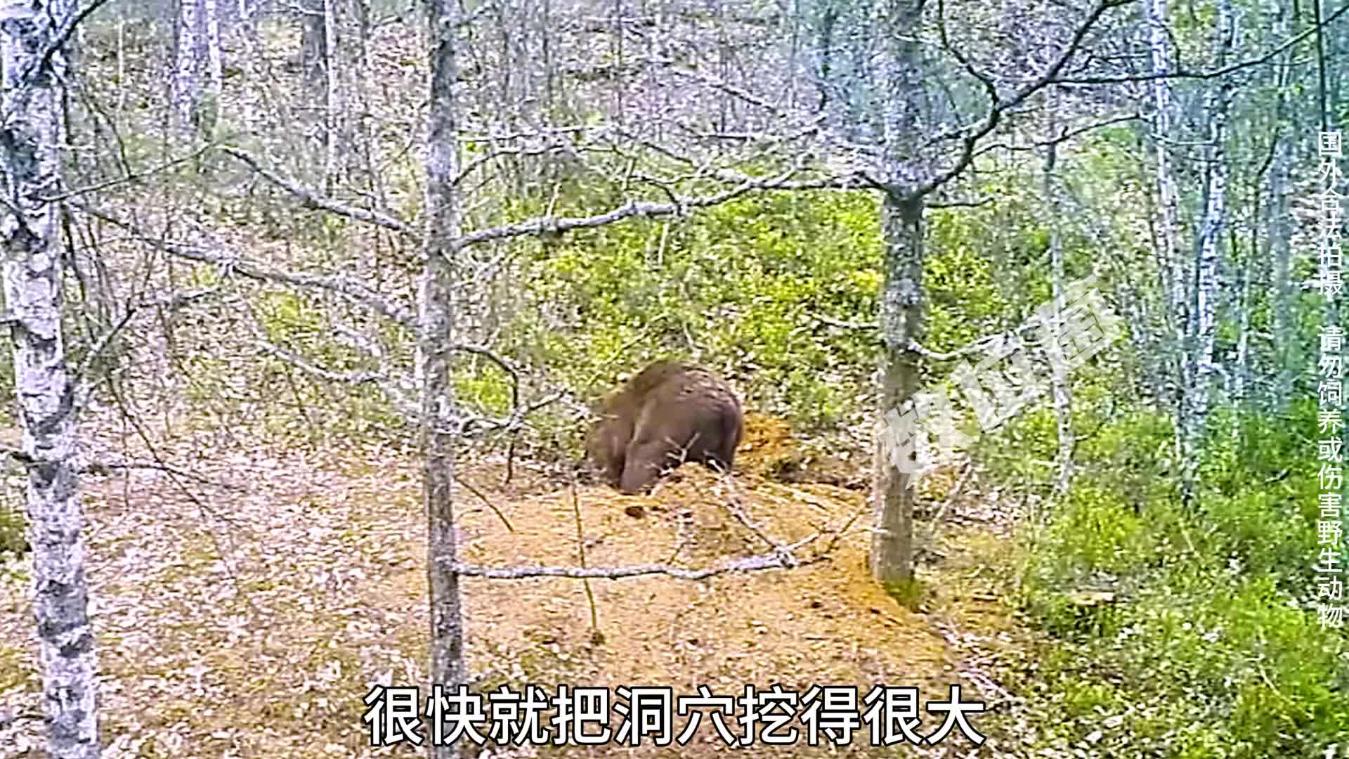 棕熊捣毁狼窝,偷吃狼崽!为什么狼爸狼妈不敢反抗?