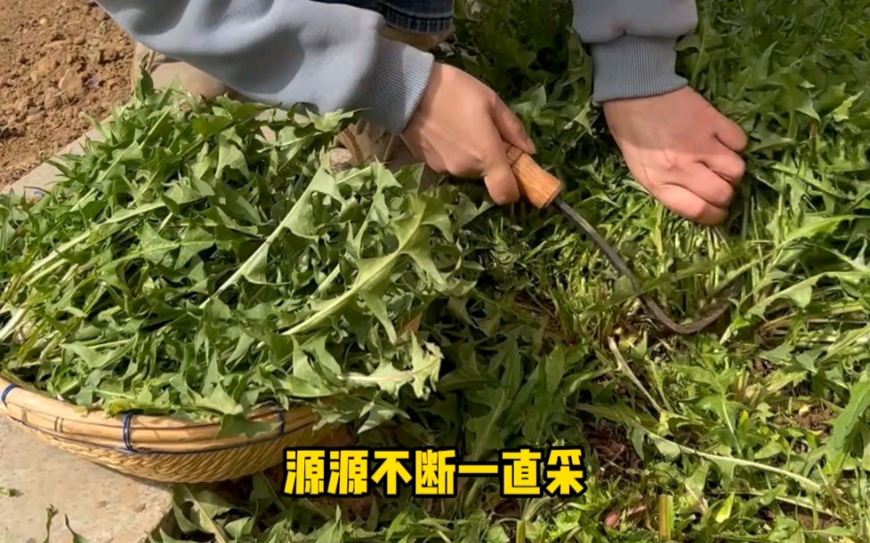 春天别忘种点蒲公英！