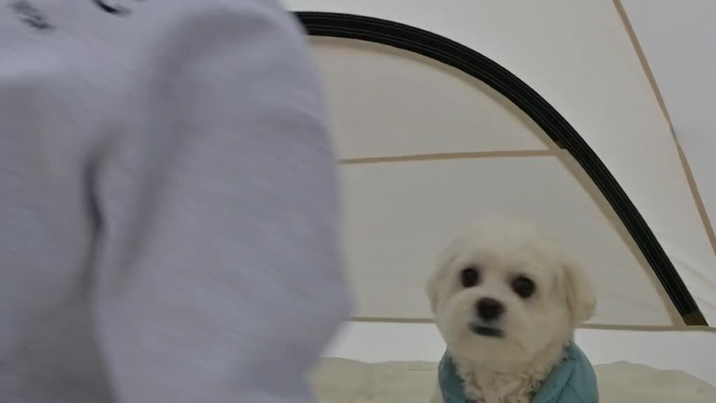 情侣带狗户外超大帐篷过夜露营，烤牛排加炒饭，太香了有木有！#露营美食 #情侣露营 #一起露营吧