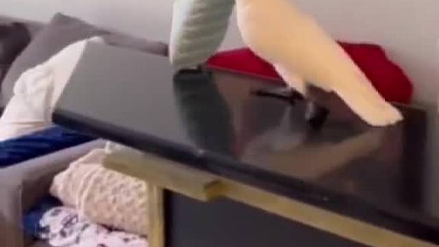 啄木鸟体验卡！像不像你小时候那一根棍子？