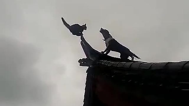 紫禁之巅：西门吹狗与叶孤猫的巅峰对决