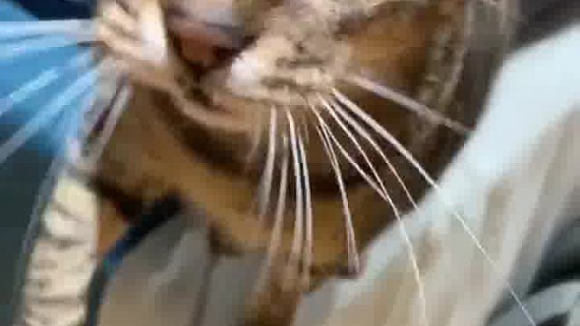 自从失去眼睛后就特别没有安全感，主人走近后总是想摸到主人！