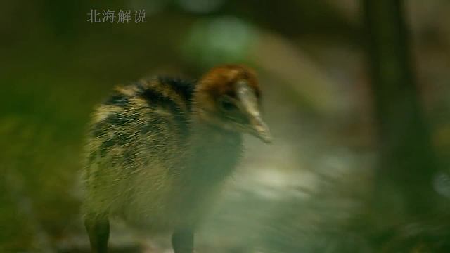史前生物 身高两米的大鸟 居然是单亲爸爸