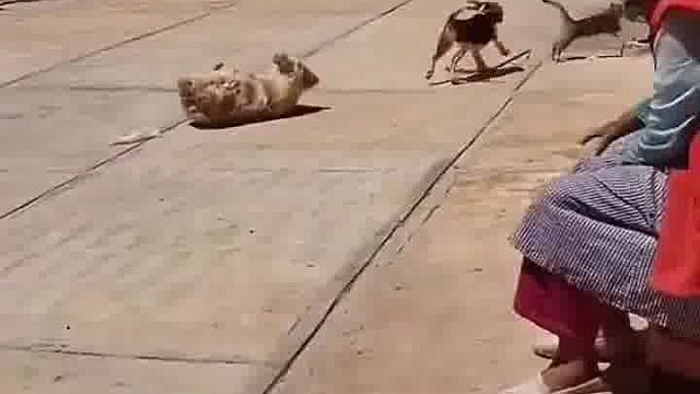 走出得瑟的步伐