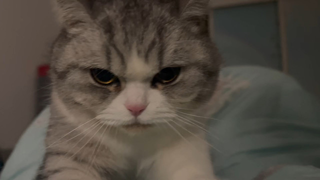 凌晨三点猫猫还给你踩奶 猫好