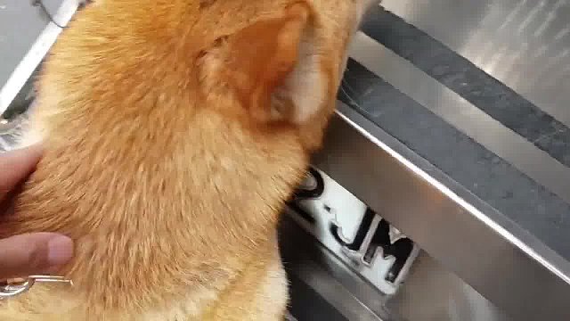 狗狗坐校车好开心